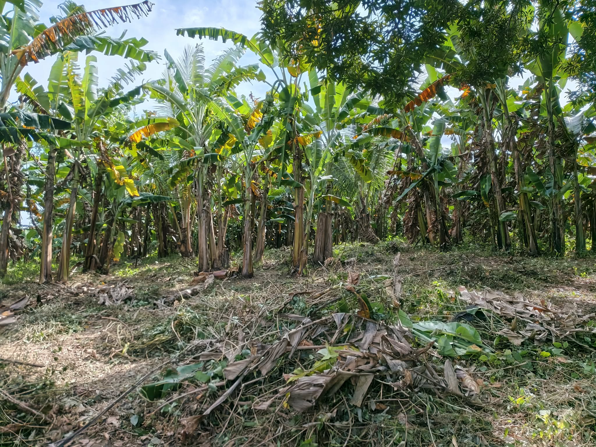 Land clearing at Worthy Steps site