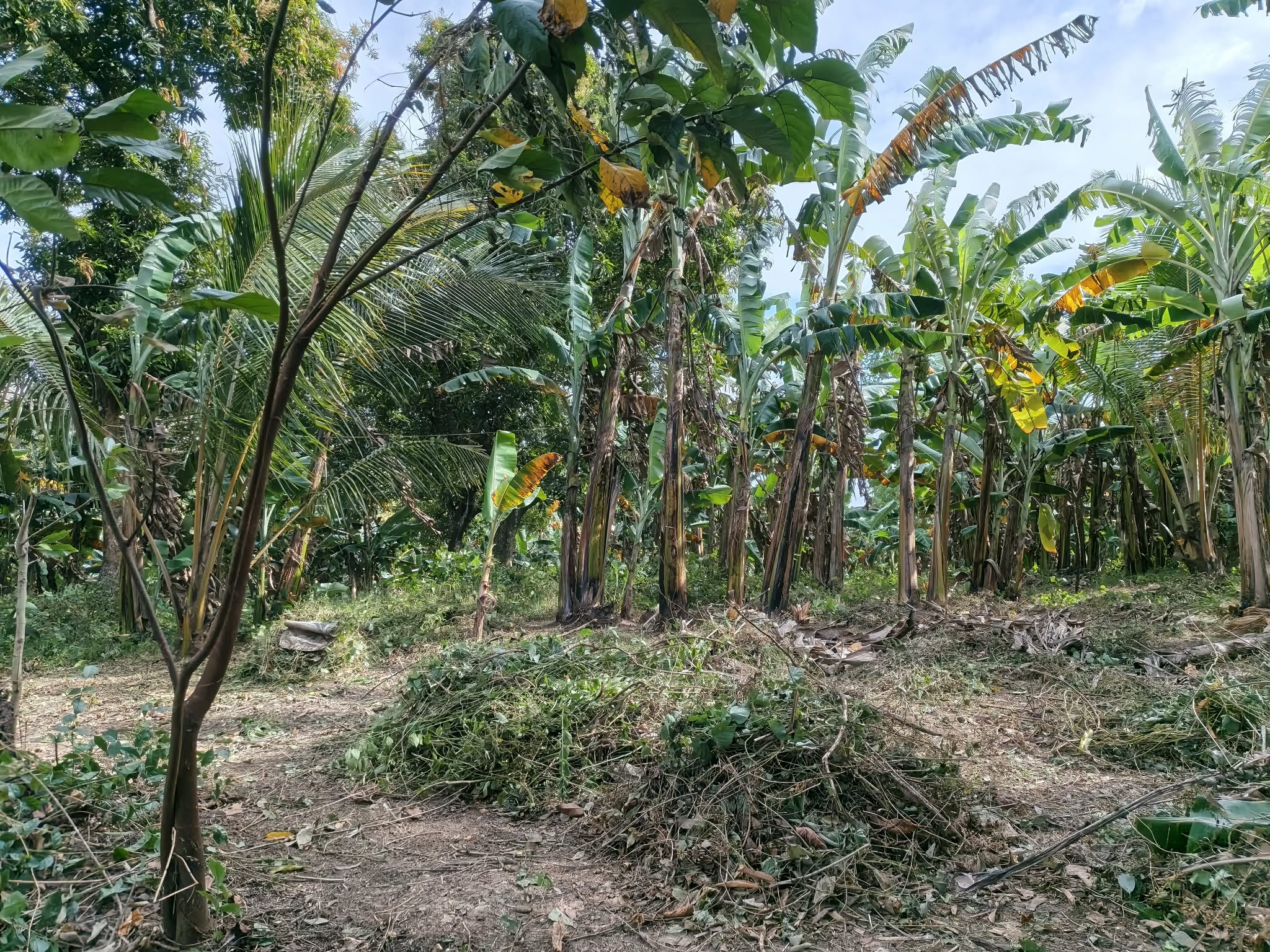 Site preparation at Worthy Steps